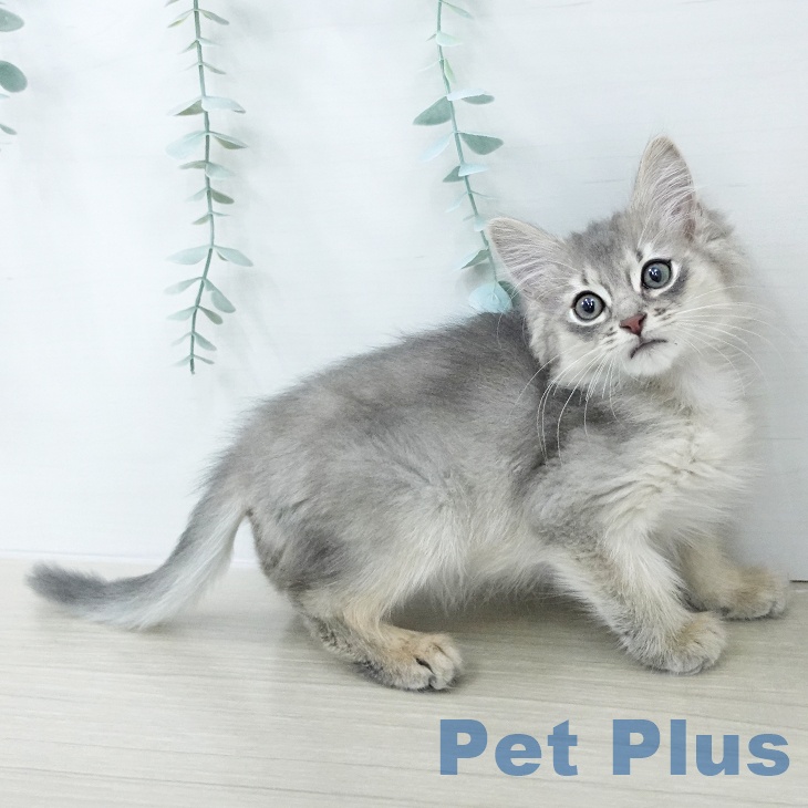 東京都のソマリ (ペットプラス アクアシティお台場店/2026年1月1日生まれ/男の子/ブルー)の子猫の1枚目の画像