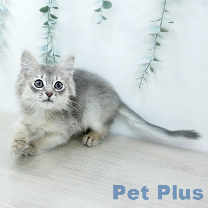 東京都のソマリ (ペットプラス アクアシティお台場店/2026年1月1日生まれ/男の子/ブルー)の子猫の2枚目の画像