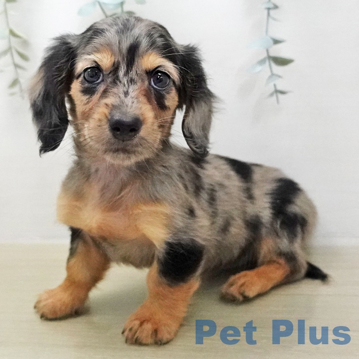 千葉県のミニチュアダックスフンド(ロング) (ペットプラス 幕張新都心店/2026年1月13日生まれ/男の子/シルバーダップル)の子犬