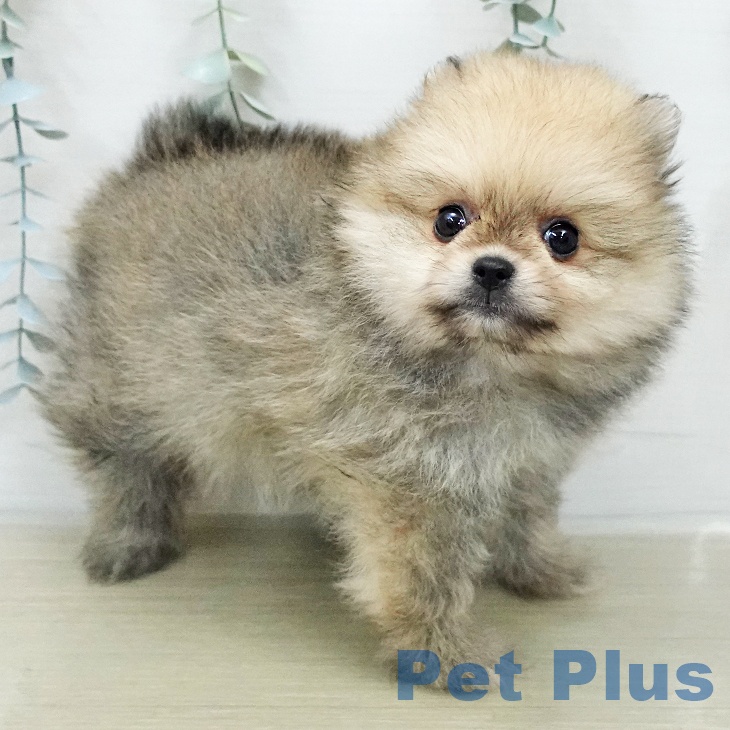 ポメラニアンの写真2
