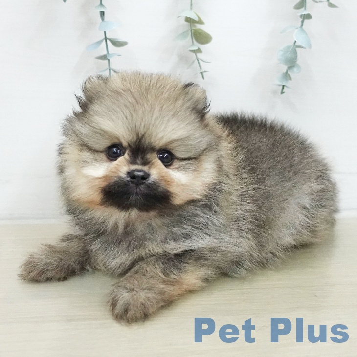 東京都のポメラニアン (ペッツワン 南砂町SUNAMO店/2026年1月14日生まれ/男の子/オレンジ)の子犬の2枚目の画像