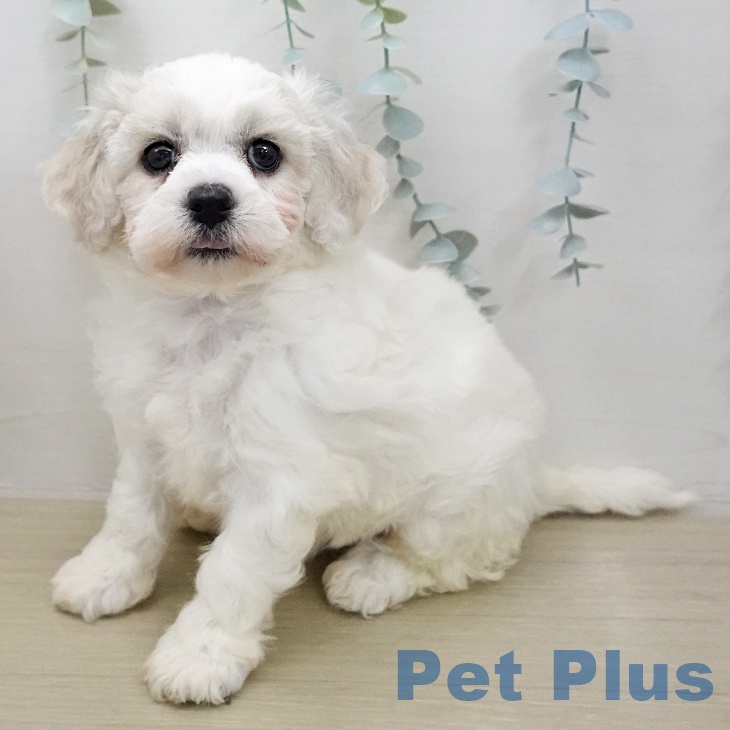 ビション・フリーゼ