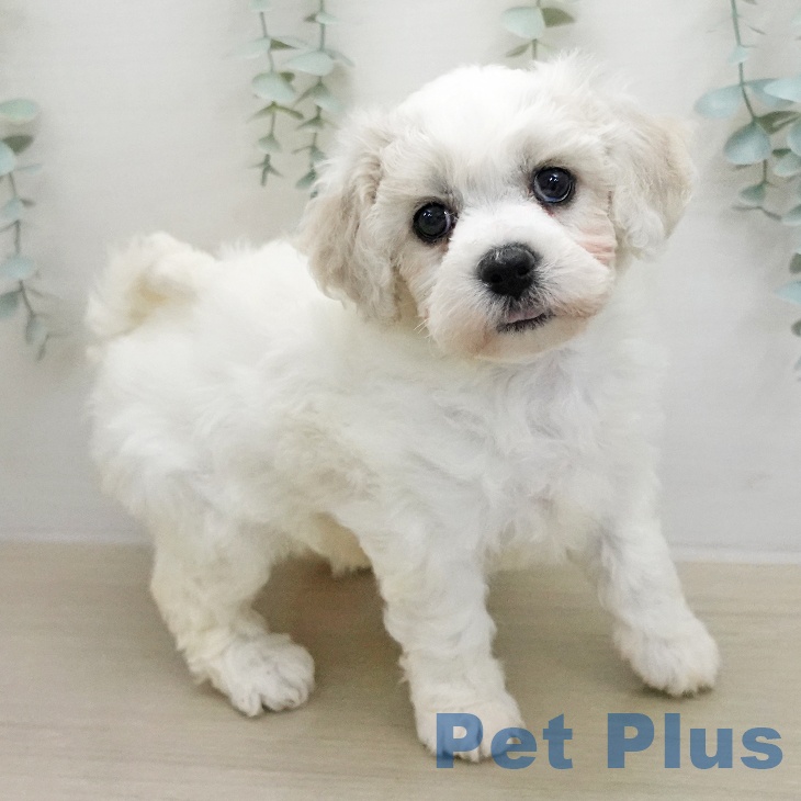 ビション・フリーゼの写真2