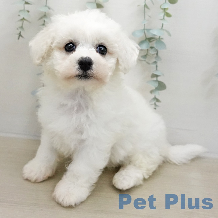 ビション・フリーゼの写真2