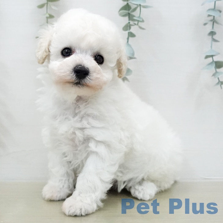 トイ・プードル