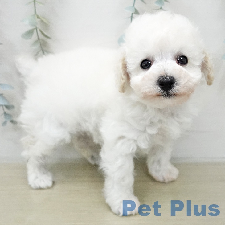 トイ・プードルの写真2