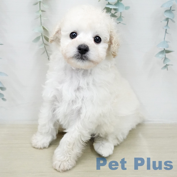 トイ・プードル