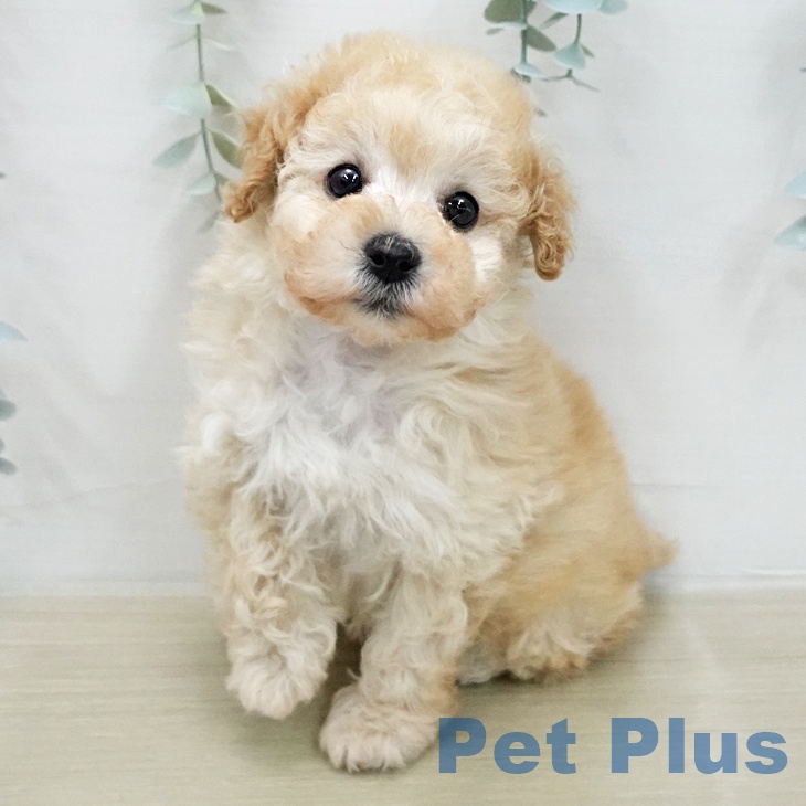 トイ・プードル