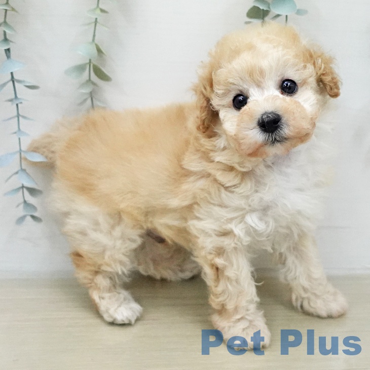 トイ・プードルの写真2