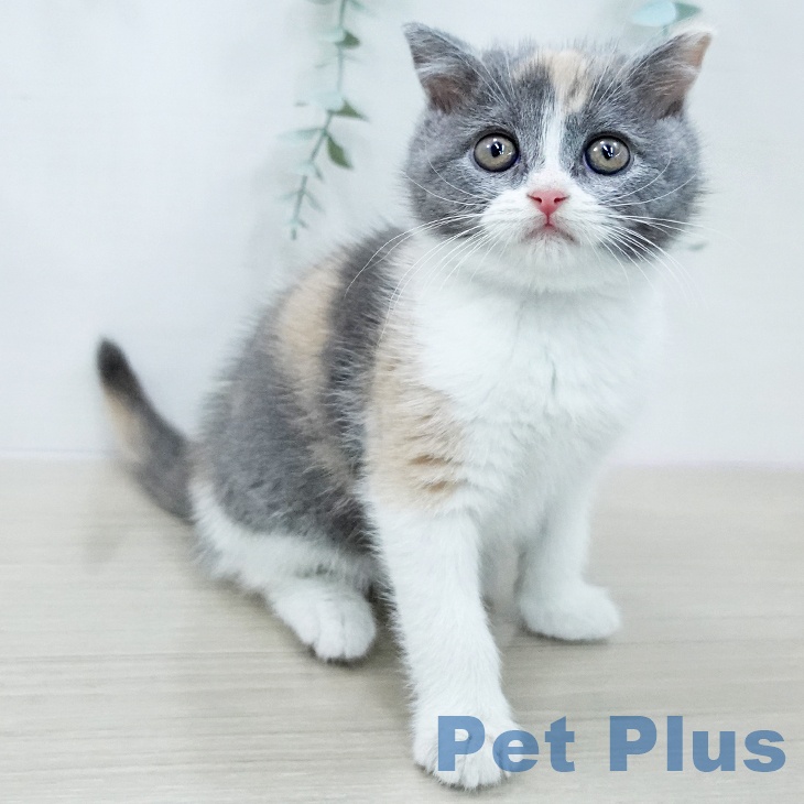 ブリティッシュショートヘア