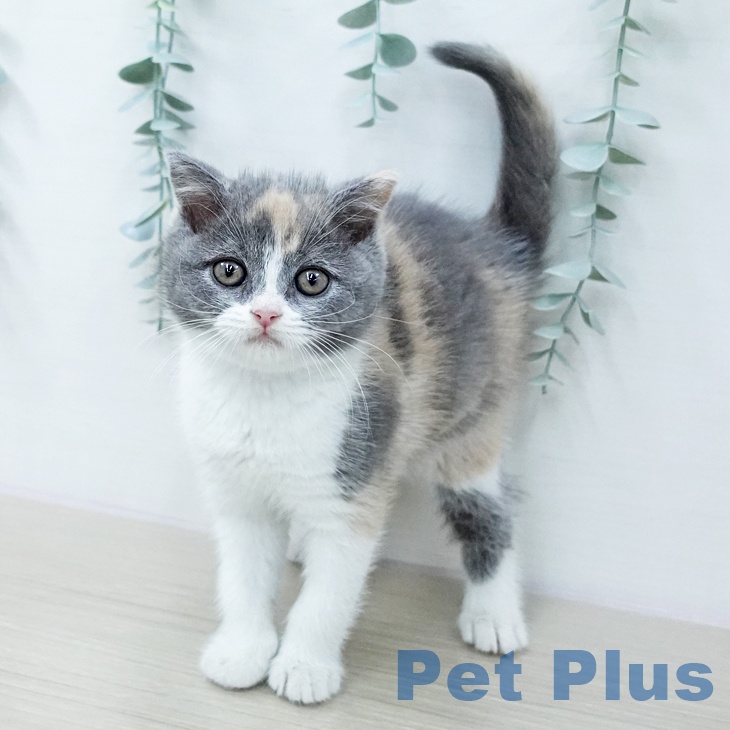 ブリティッシュショートヘアの写真2