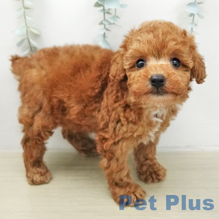 トイ・プードル