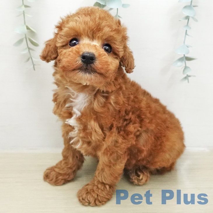 トイ・プードルの写真2