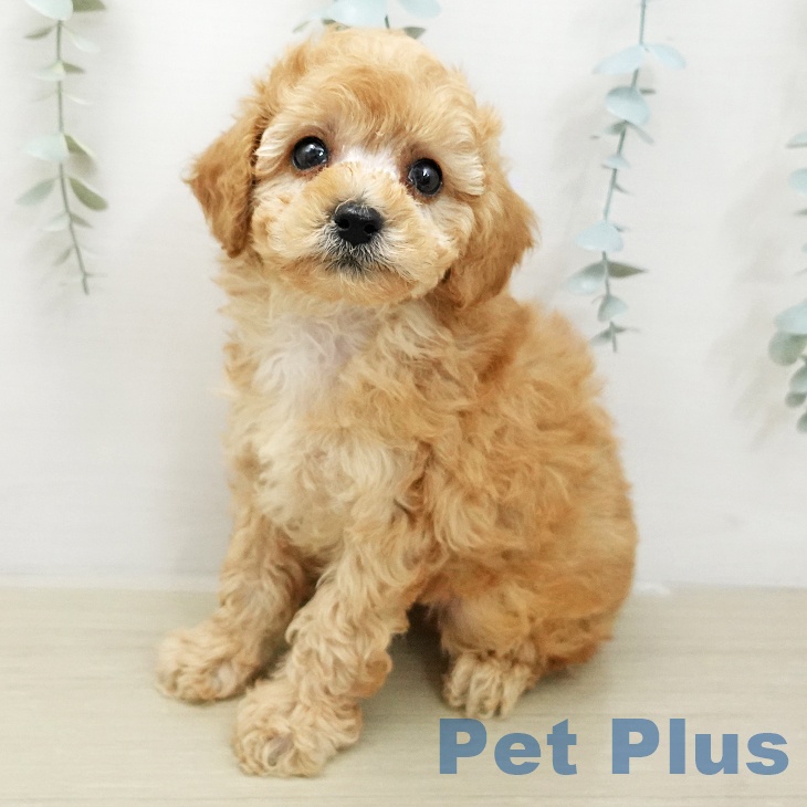 トイ・プードル