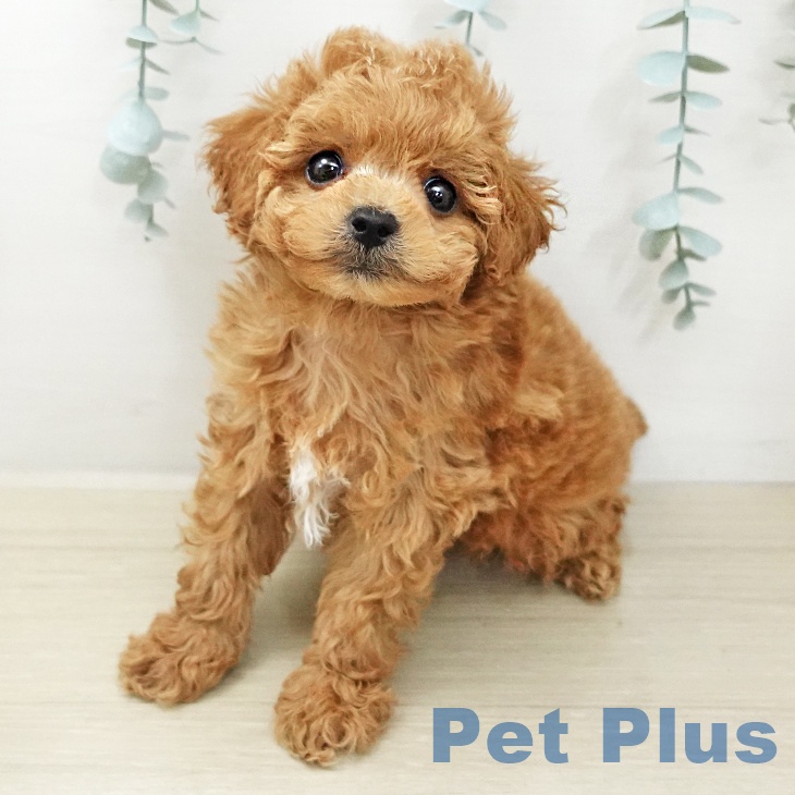 トイ・プードルの写真2