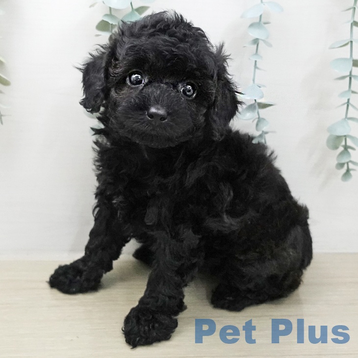 トイ・プードル