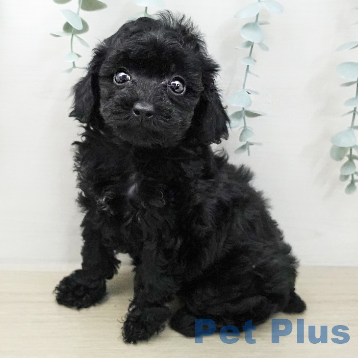 トイ・プードル