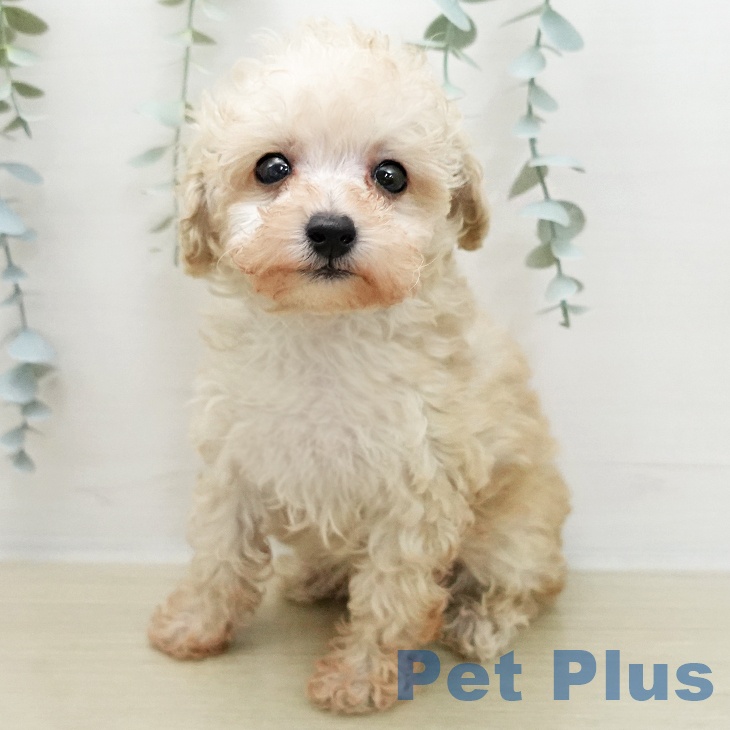 千葉県のトイプードル(トイ) (ペットプラス 幕張新都心店/2026年1月15日生まれ/男の子/クリーム)の子犬