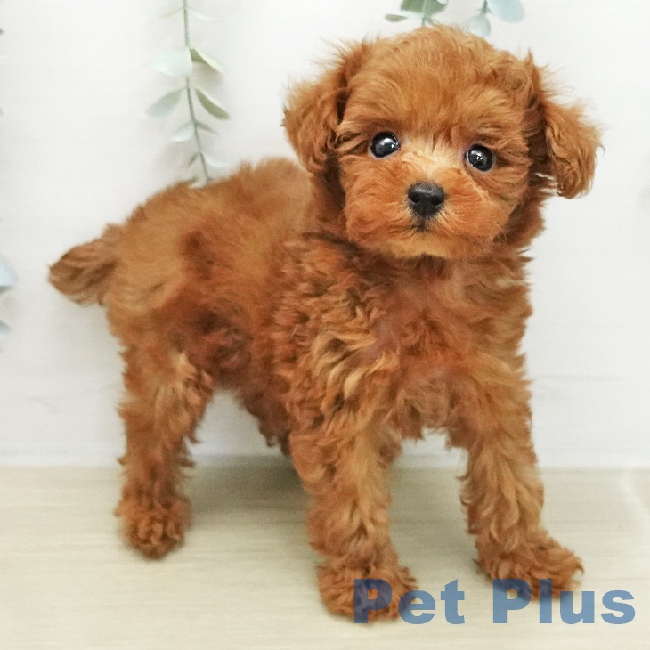 トイ・プードル