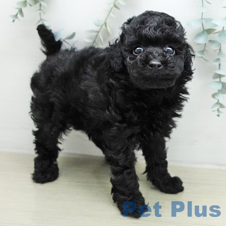 トイ・プードルの写真2