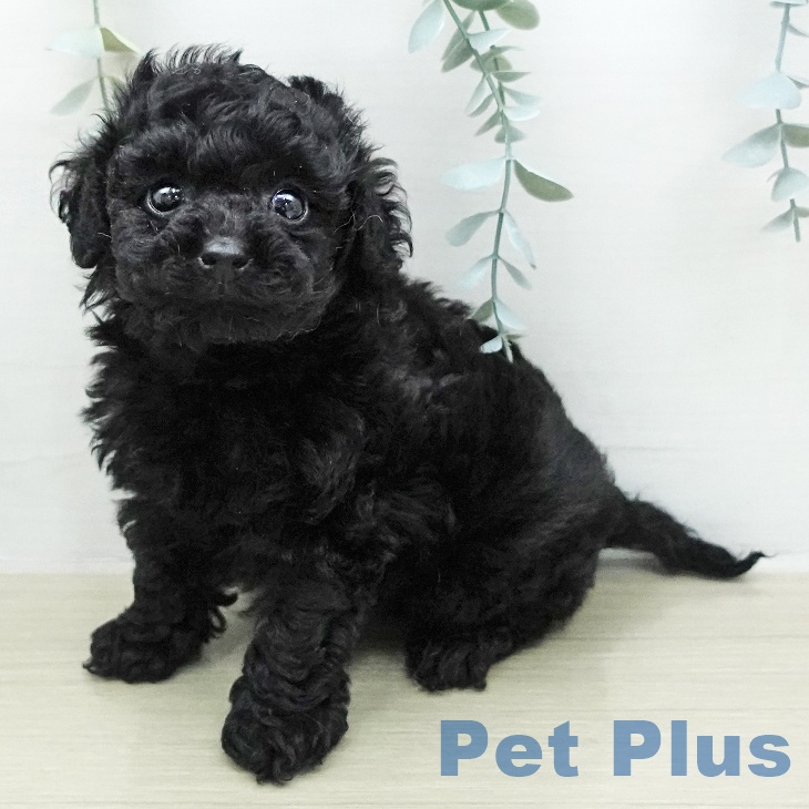 トイ・プードル