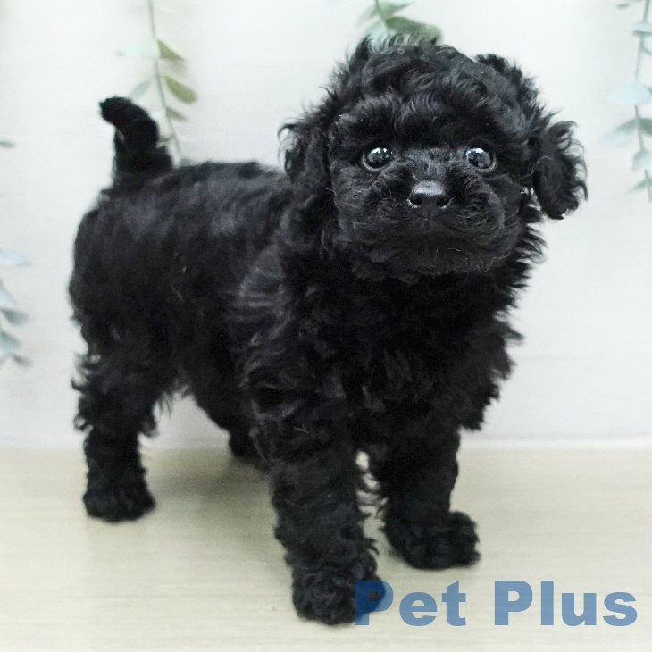 トイ・プードルの写真2