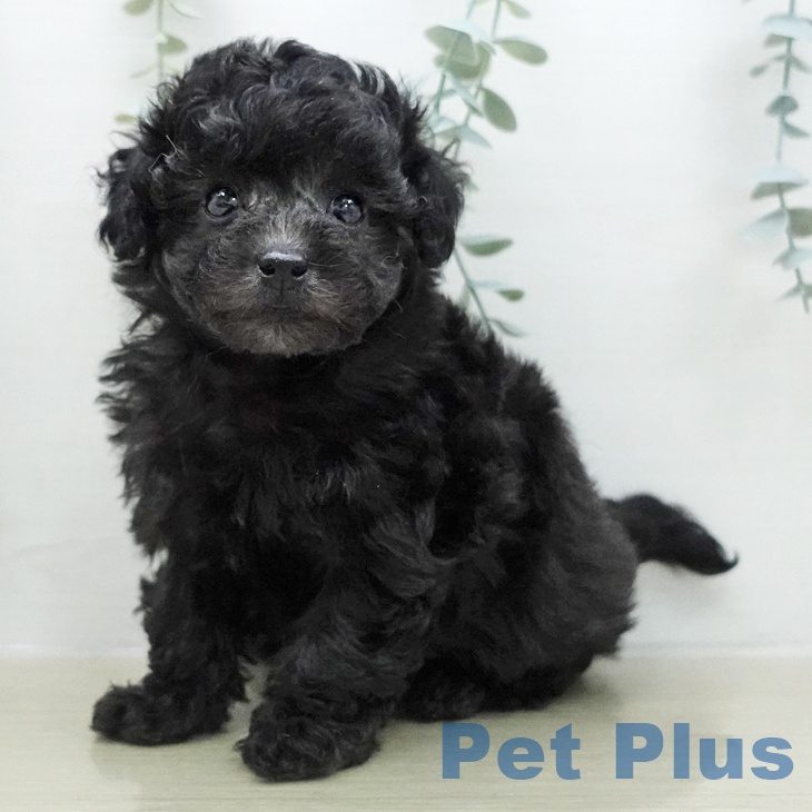 トイ・プードル