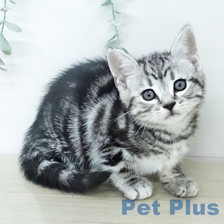 埼玉県のアメリカンショートヘアー (ペットプラス 浦和美園店/2026年1月12日生まれ/男の子/シルバータビー)の子猫