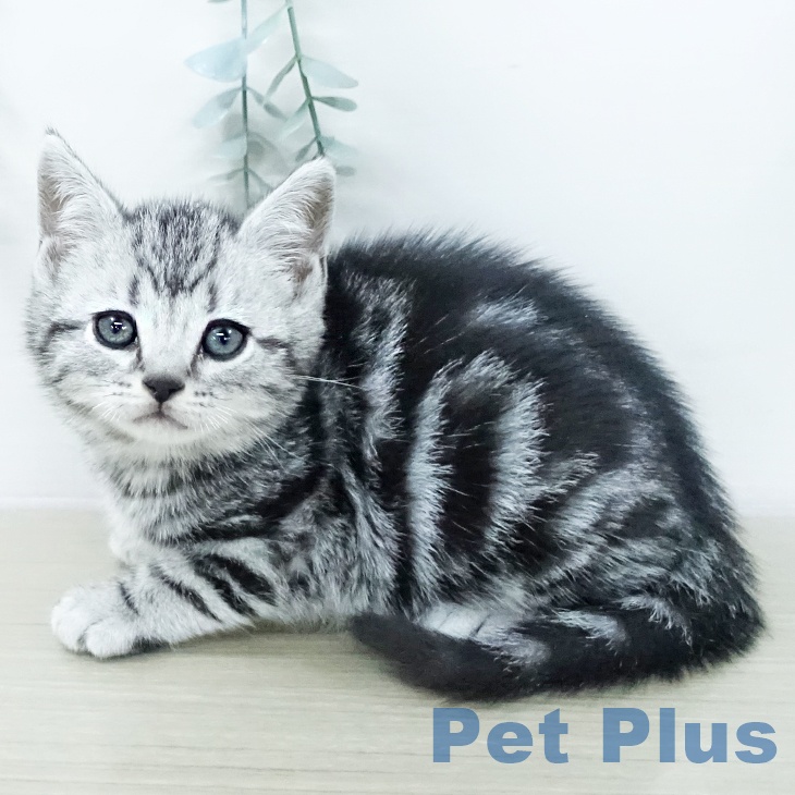 アメリカンショートヘアの写真2