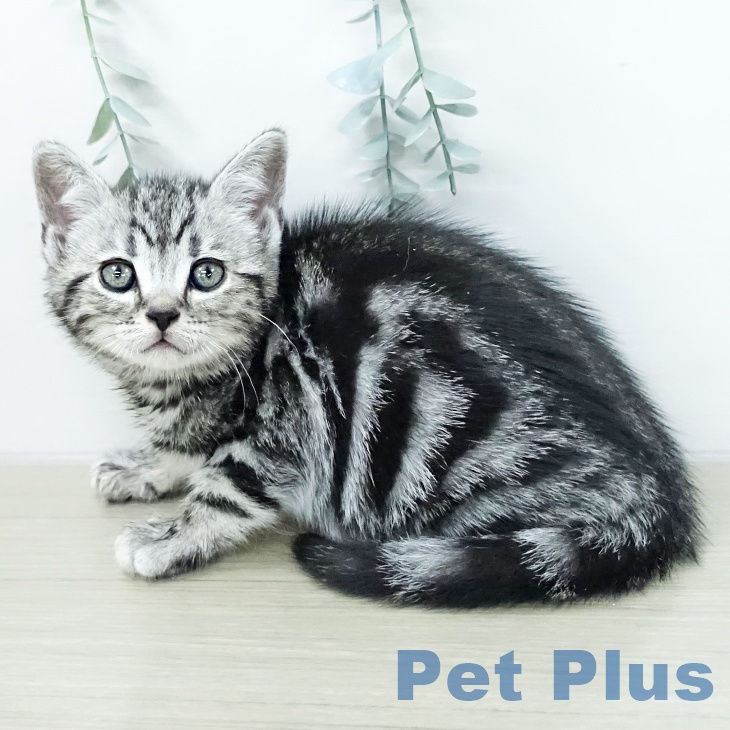 埼玉県のアメリカンショートヘアー (ペットプラス ららぽーと新三郷店/2026年1月12日生まれ/男の子/シルバータビー)の子猫の2枚目の画像