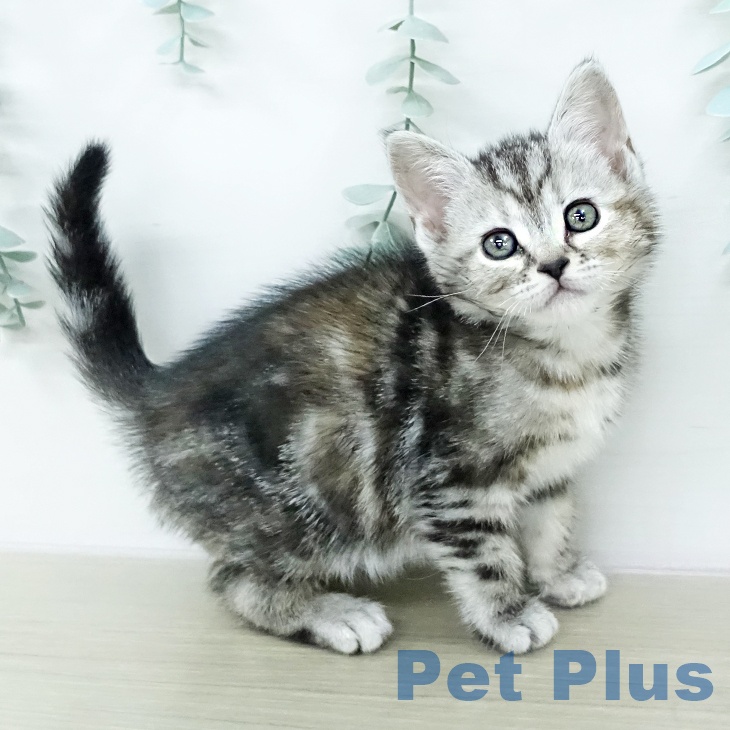 アメリカンショートヘア