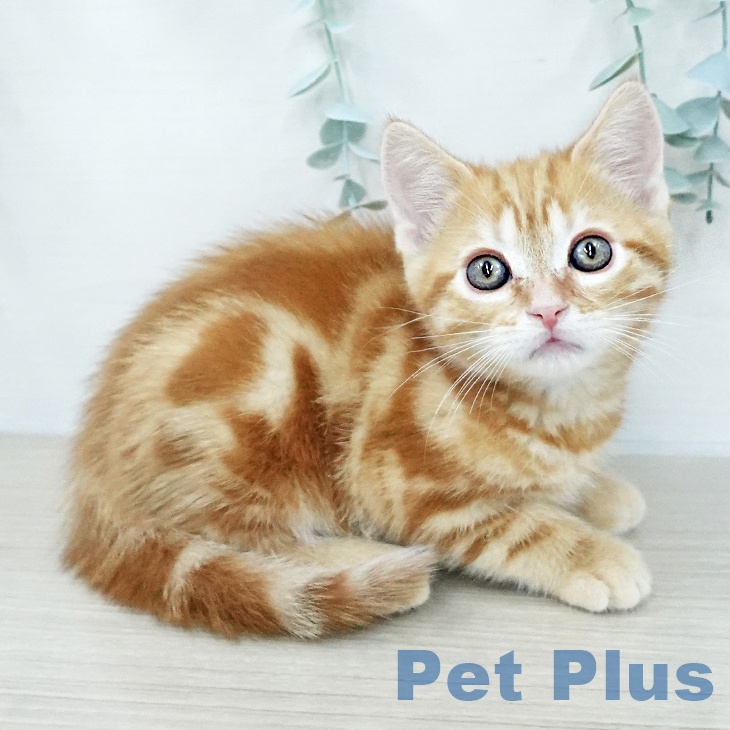 アメリカンショートヘア