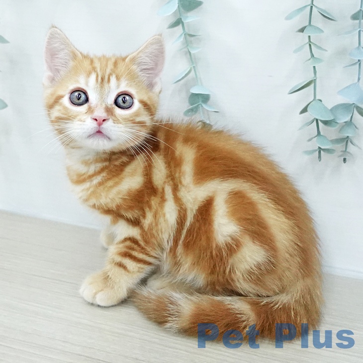 アメリカンショートヘアの写真2