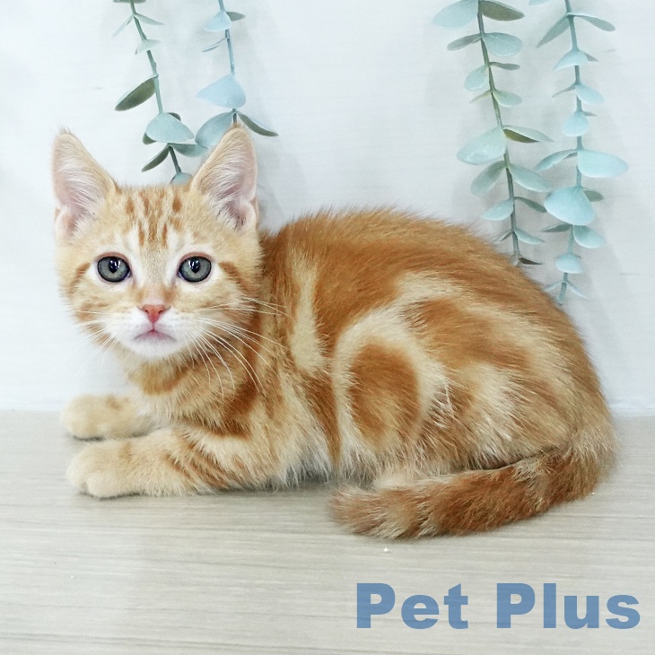 アメリカンショートヘアの写真2