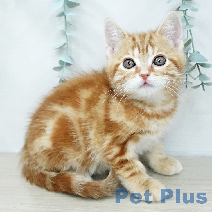 アメリカンショートヘア