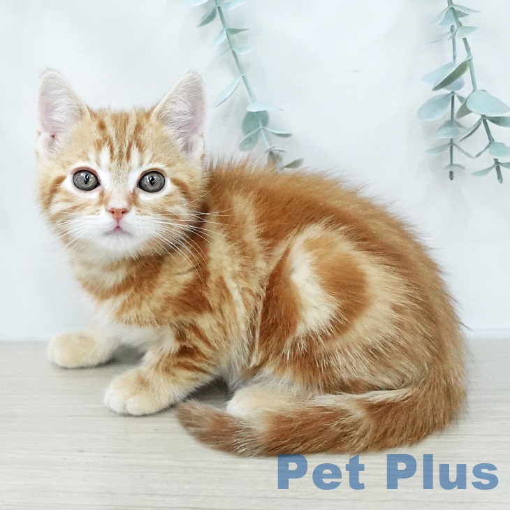 アメリカンショートヘアの写真2