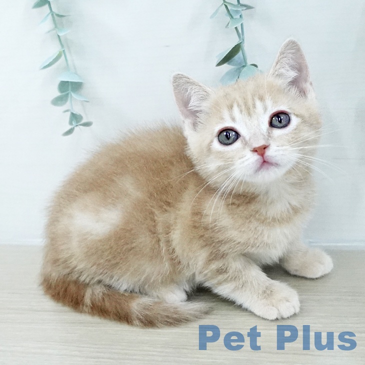 埼玉県のアメリカンショートヘアー (ペットプラス イオンモール春日部店/2026年1月15日生まれ/女の子/クリームタビー)の子猫の1枚目の画像