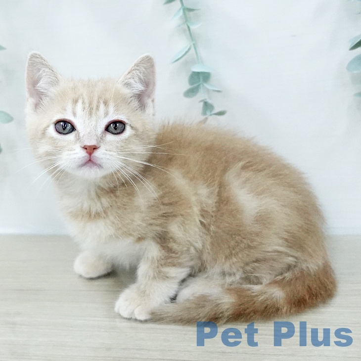 埼玉県のアメリカンショートヘアー (ペットプラス イオンモール春日部店/2026年1月15日生まれ/女の子/クリームタビー)の子猫の2枚目の画像