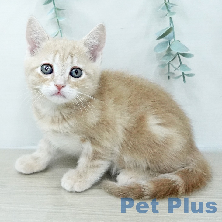 アメリカンショートヘア