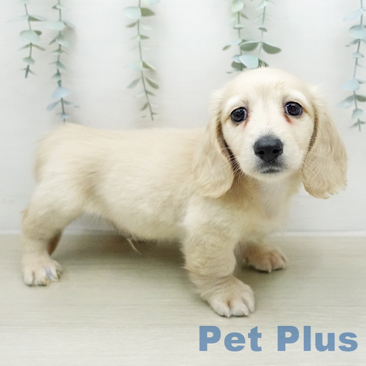 ミニチュア・ダックスフンド