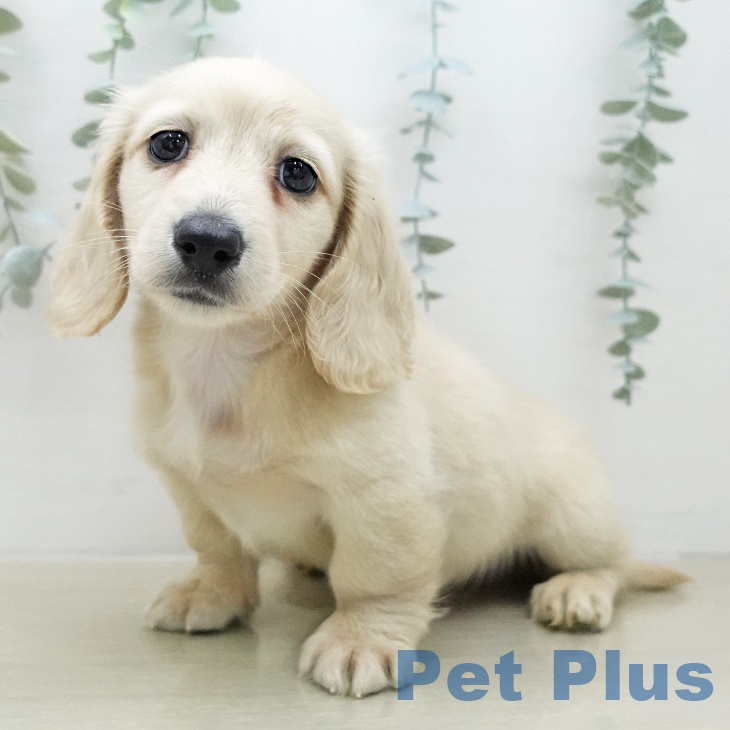 ミニチュア・ダックスフンドの写真2