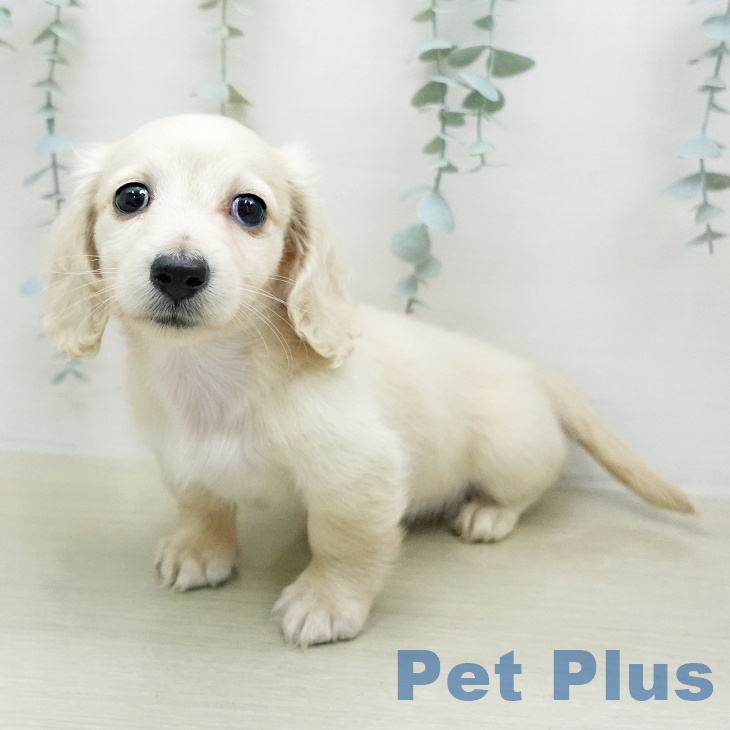 ミニチュア・ダックスフンド