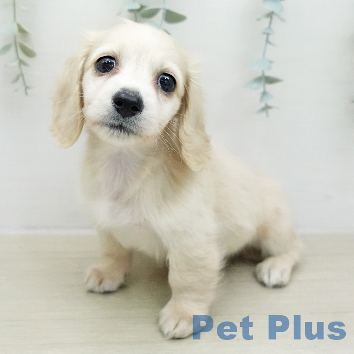 ミニチュア・ダックスフンド