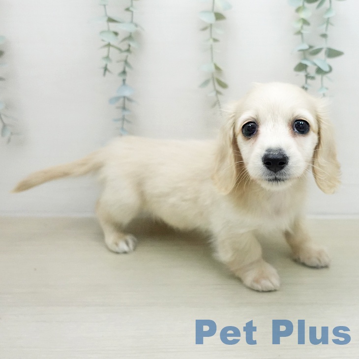 ミニチュア・ダックスフンドの写真2