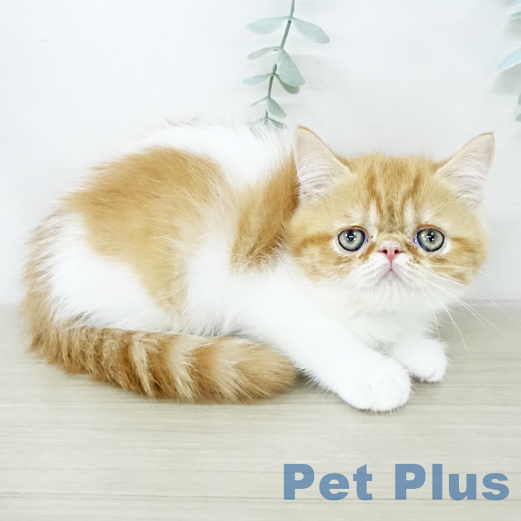 エキゾチックの写真2