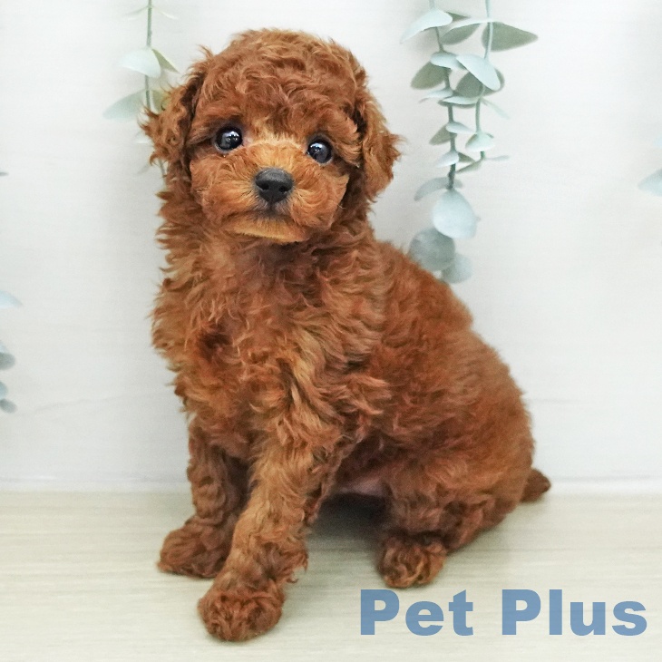 埼玉県のトイプードル(トイ) (ペットプラス コクーンシティ店/2026年1月13日生まれ/男の子/レッド)の子犬
