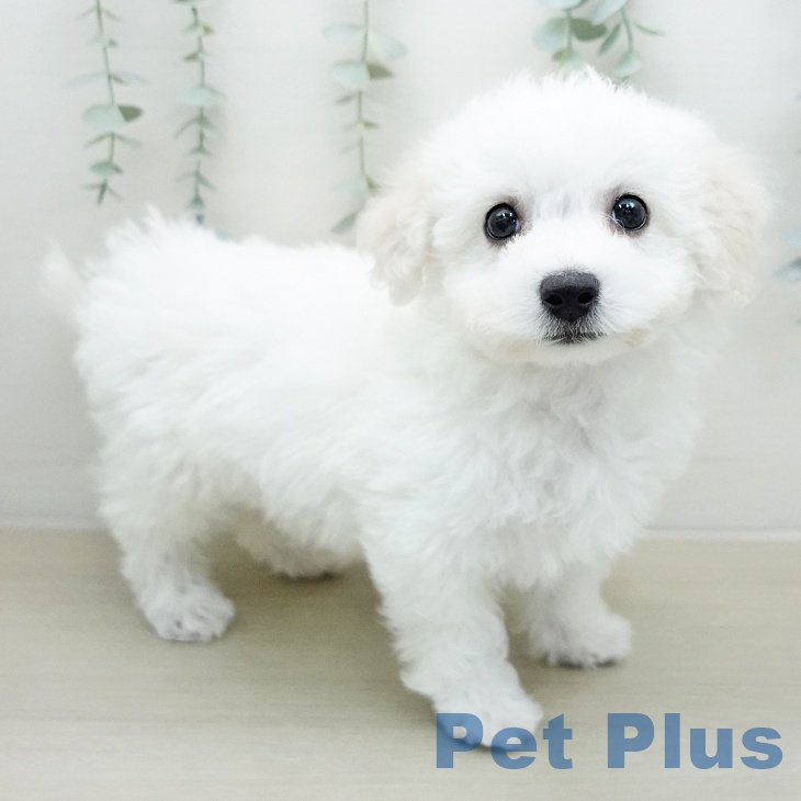 ビション・フリーゼ