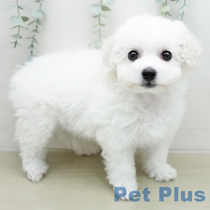 千葉県のビションフリーゼ (ペットプラス 成田店/2026年1月11日生まれ/女の子/ホワイト)の子犬の1枚目の画像