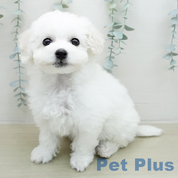 千葉県のビションフリーゼ (ペットプラス 成田店/2026年1月11日生まれ/女の子/ホワイト)の子犬の2枚目の画像