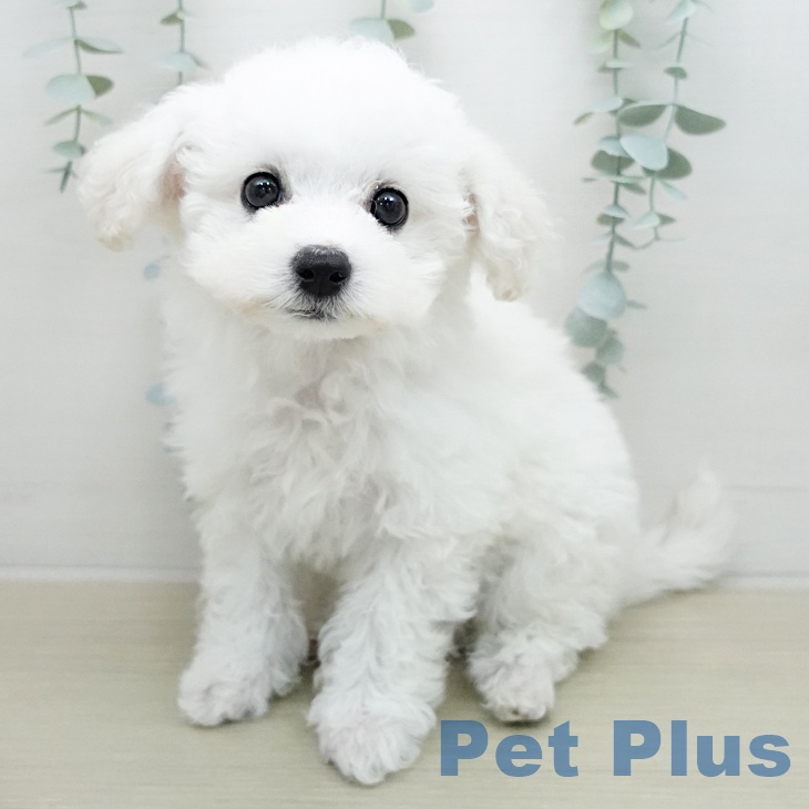 ビション・フリーゼ